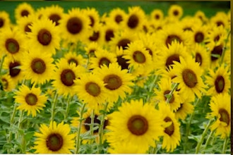 Morning Sunflowers at Burnside Farms